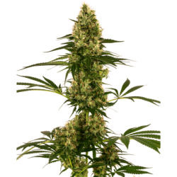 Blue Bullet Autofiorente semi Sensi Seeds