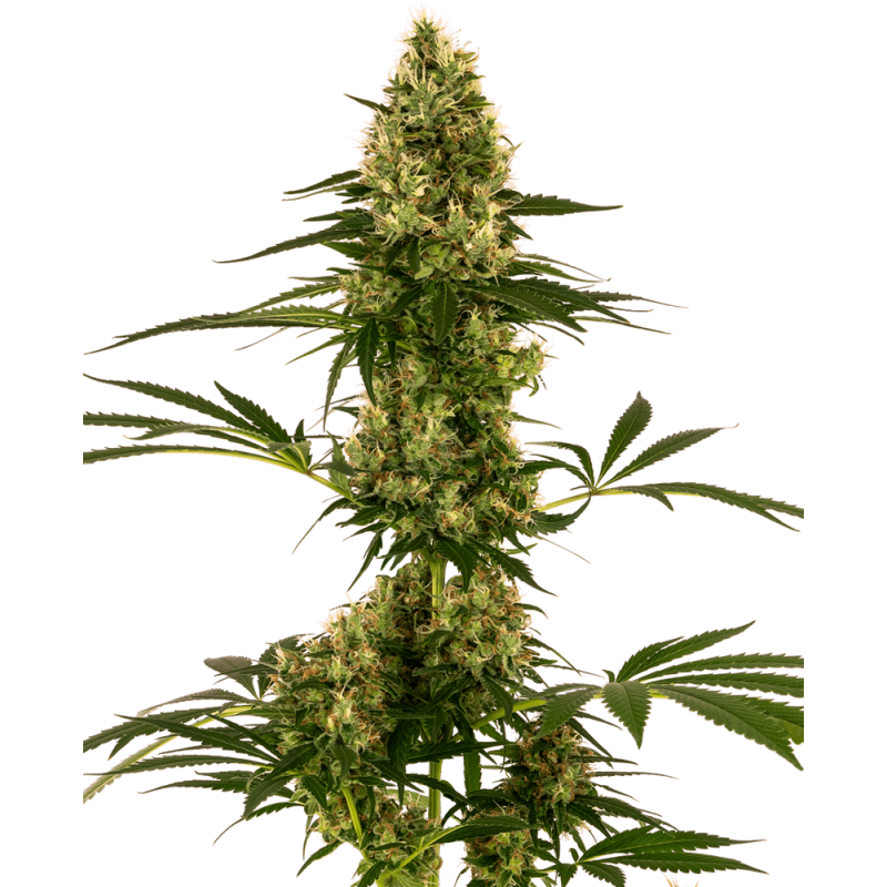 Blue Bullet Autofiorente semi Sensi Seeds