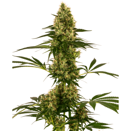 Blue Bullet Autofiorente semi Sensi Seeds