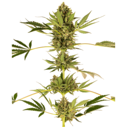 Himalayan CBD Femminizzata semi Sensi Seeds