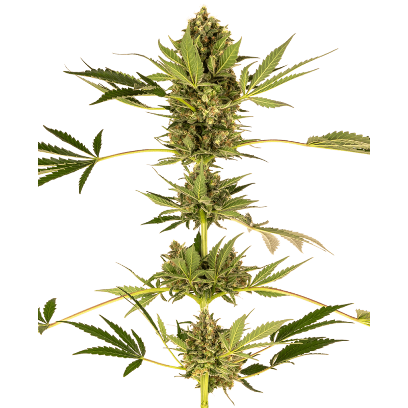 Himalayan CBD Femminizzata semi Sensi Seeds