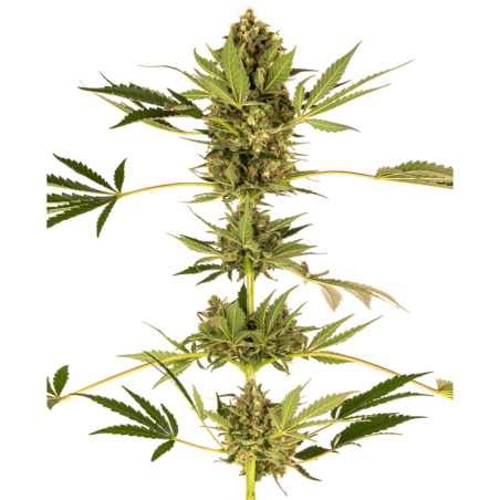 Himalayan CBD Femminizzata semi Sensi Seeds