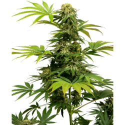 Black Harlequin CBD Femminizzata semi Sensi Seeds