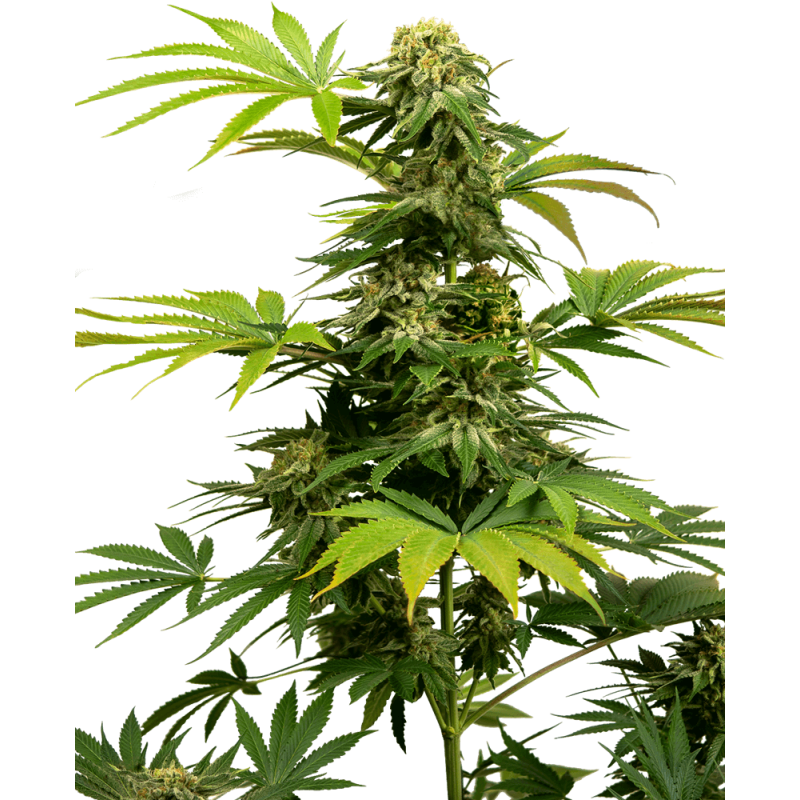 Black Harlequin CBD Femminizzata semi Sensi Seeds