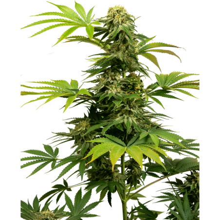 Black Harlequin CBD Femminizzata semi Sensi Seeds