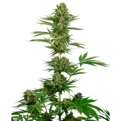 Satin Black Domina CBD Femminizzata semi Sensi Seeds