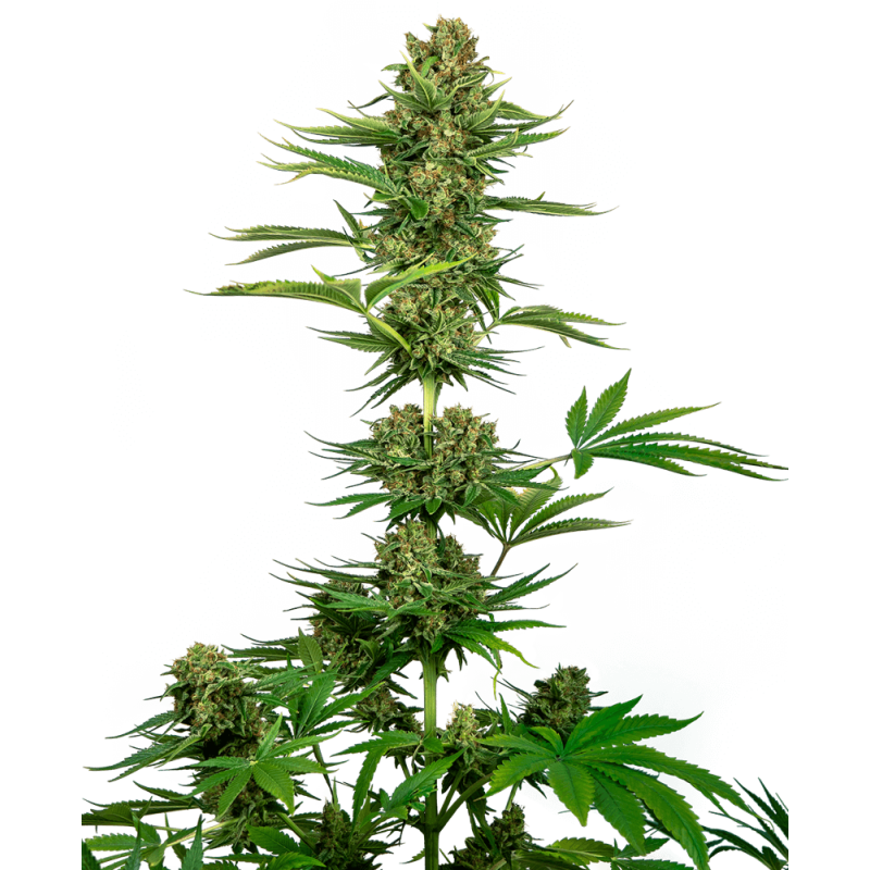 Satin Black Domina CBD Femminizzata semi Sensi Seeds