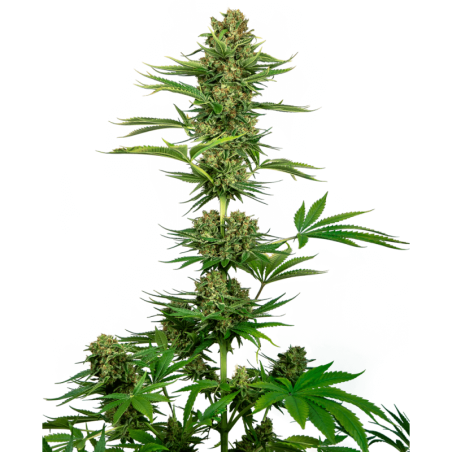 Satin Black Domina CBD Femminizzata semi Sensi Seeds