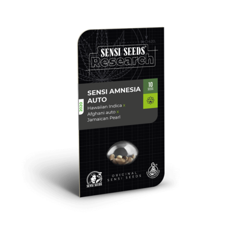 Sensi Amnesia Autofiorente semi Sensi Seeds