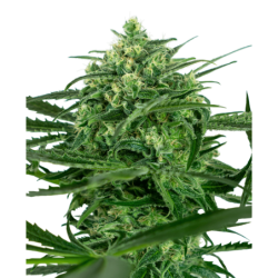 Sensi Amnesia Femminizzata semi Sensi Seeds