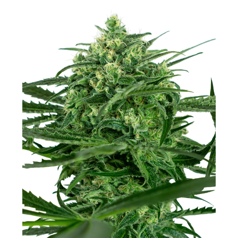 Sensi Amnesia Femminizzata semi Sensi Seeds