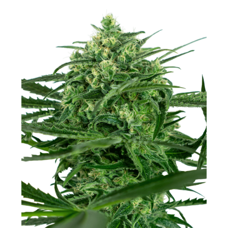 Sensi Amnesia Femminizzata semi Sensi Seeds