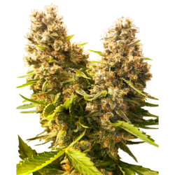 Banana Kush Cake Autofiorente semi Sensi Seeds