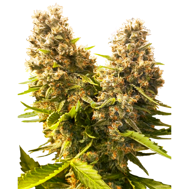 Banana Kush Cake Autofiorente semi Sensi Seeds