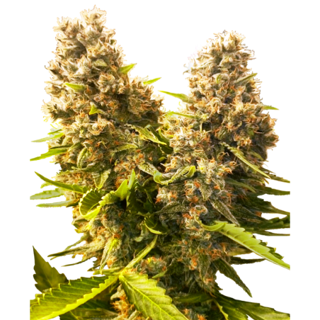 Banana Kush Cake Autofiorente semi Sensi Seeds
