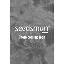 Purple Skunk Autofiorente semi Sensi Seeds