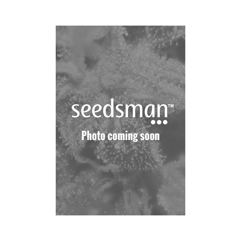 Purple Skunk Autofiorente semi Sensi Seeds