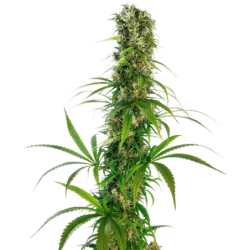 Michka Regolare semi Sensi Seeds