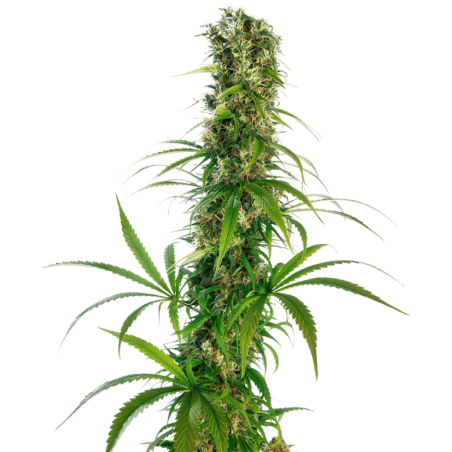 Michka Regolare semi Sensi Seeds