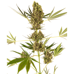 Alpine Delight CBD 30:1 Autofiorente semi Sensi Seeds