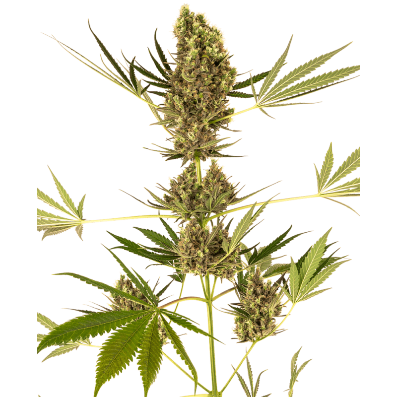 Alpine Delight CBD 30:1 Autofiorente semi Sensi Seeds