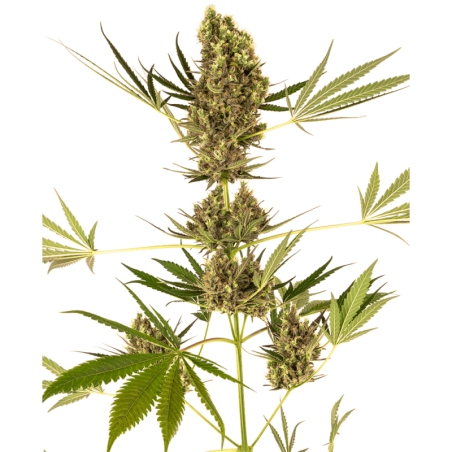 Alpine Delight CBD 30:1 Autofiorente semi Sensi Seeds
