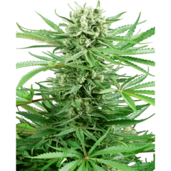 Papi Chulo OG Femminizzata semi Sensi Seeds