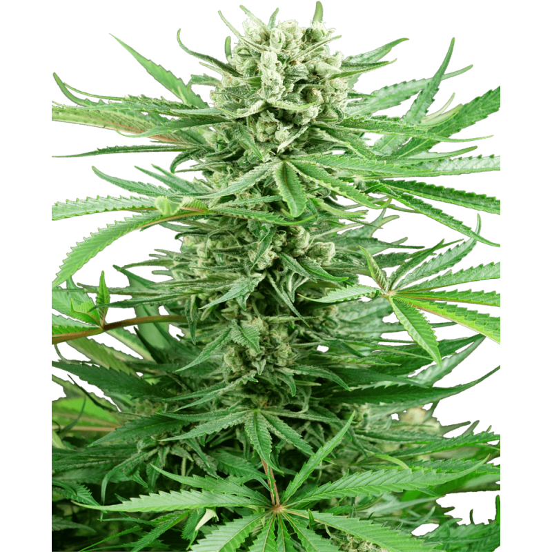 Papi Chulo OG Femminizzata semi Sensi Seeds