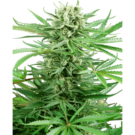 Papi Chulo OG Femminizzata semi Sensi Seeds