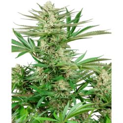 Malibu OG Gold Femminizzata semi Sensi Seeds