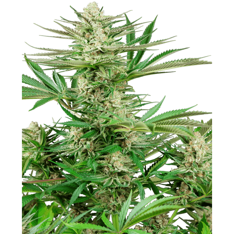 Malibu OG Gold Femminizzata semi Sensi Seeds