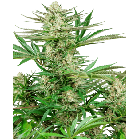 Malibu OG Gold Femminizzata semi Sensi Seeds