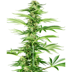 Honey Melon Haze Femminizzata semi Sensi Seeds