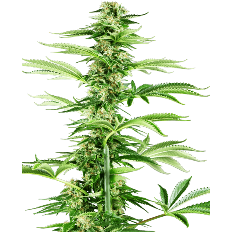 Honey Melon Haze Femminizzata semi Sensi Seeds