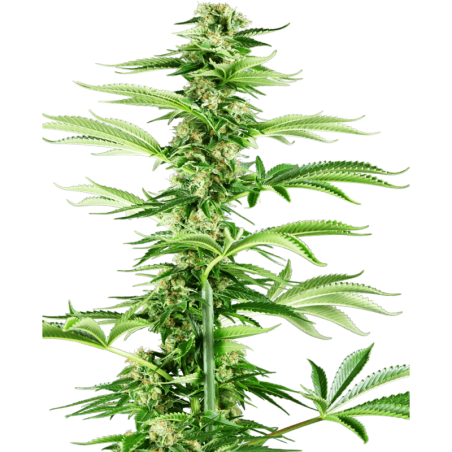 Honey Melon Haze Femminizzata semi Sensi Seeds