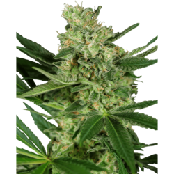 Pumpkin Spice Femminizzata semi Sensi Seeds