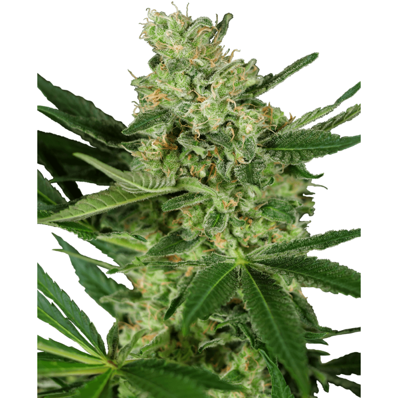 Pumpkin Spice Femminizzata semi Sensi Seeds