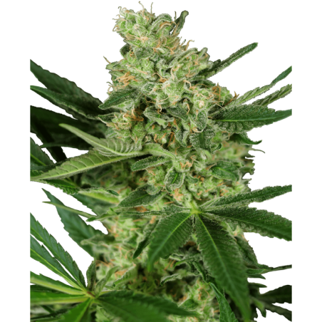 Pumpkin Spice Femminizzata semi Sensi Seeds