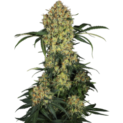 Aloha OG Femminizzata semi Sensi Seeds