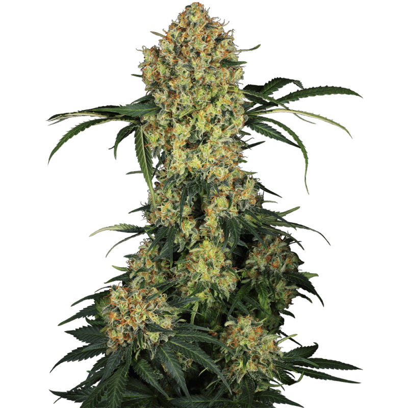 Aloha OG Femminizzata semi Sensi Seeds