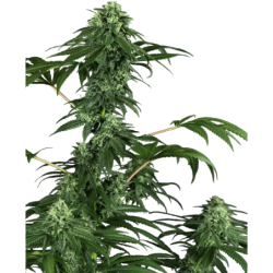 420 Punch Femminizzata semi Sensi Seeds
