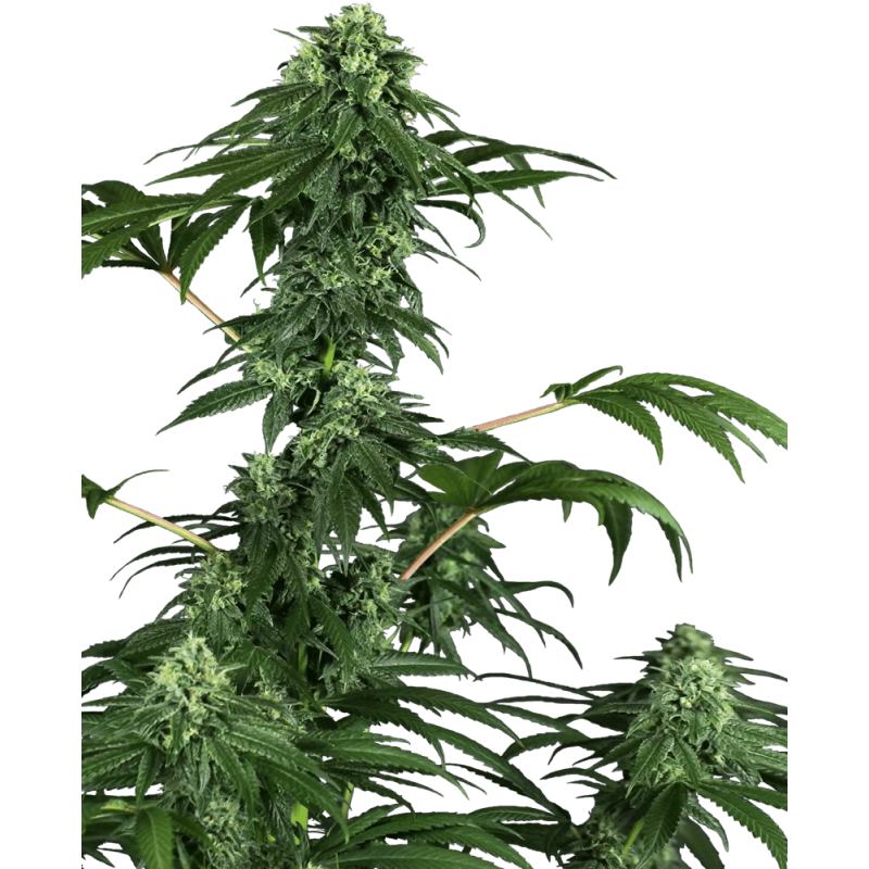 420 Punch Femminizzata semi Sensi Seeds