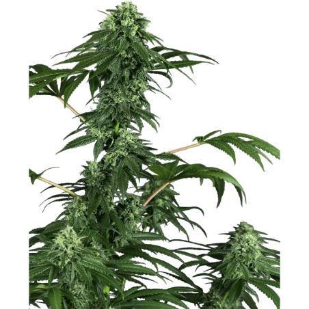 420 Punch Femminizzata semi Sensi Seeds