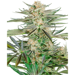Screwdriver OG Femminizzata semi Sensi Seeds
