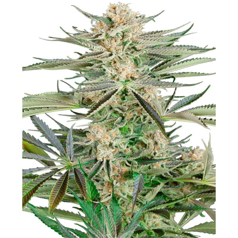 Screwdriver OG Femminizzata semi Sensi Seeds