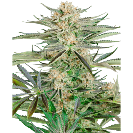 Screwdriver OG Femminizzata semi Sensi Seeds
