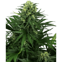 Honey Melon Kush Femminizzata semi Sensi Seeds