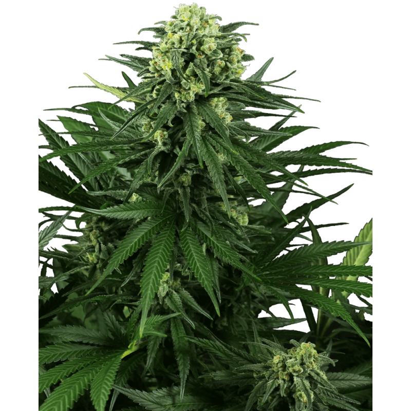 Honey Melon Kush Femminizzata semi Sensi Seeds