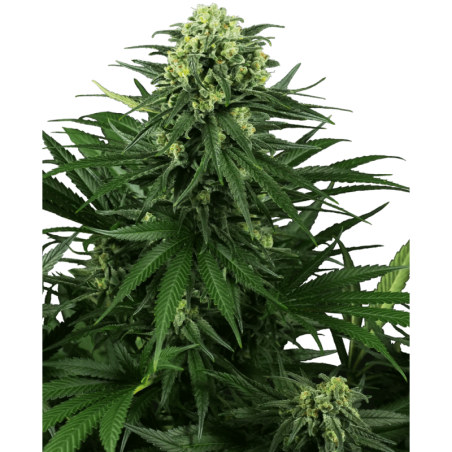 Honey Melon Kush Femminizzata semi Sensi Seeds