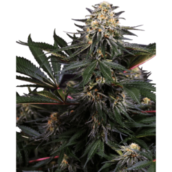 Lockdown Kush Femminizzata semi Sensi Seeds